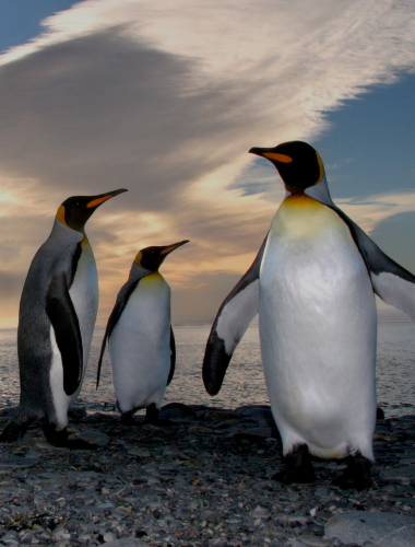 Three emperor penguins stand and face each other on a rocky shore, with the ocean and a dramatic, cloudy sky in the background. One penguin appears larger, standing with its wings slightly extended. The scene is set during what appears to be sunrise or sunset.