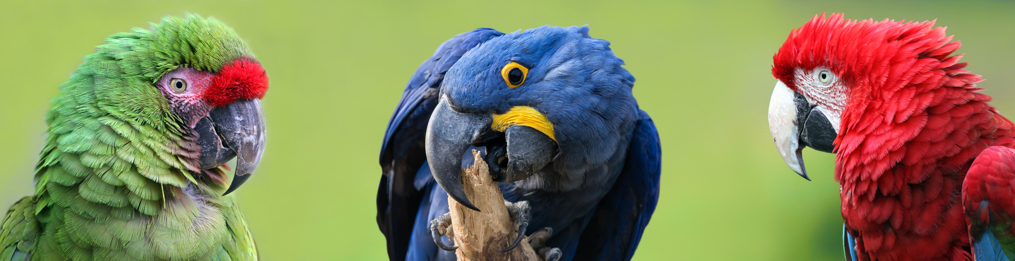 Colorful group of Macaws - Military Macaw, Hyacinth macaw,  and Red-and-green Macaw