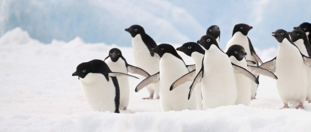 A group of penguins with black heads and white bodies stand on a snowy landscape. The sky and ice formations in the background are light blue. Some penguins have their wings slightly raised as they huddle together.