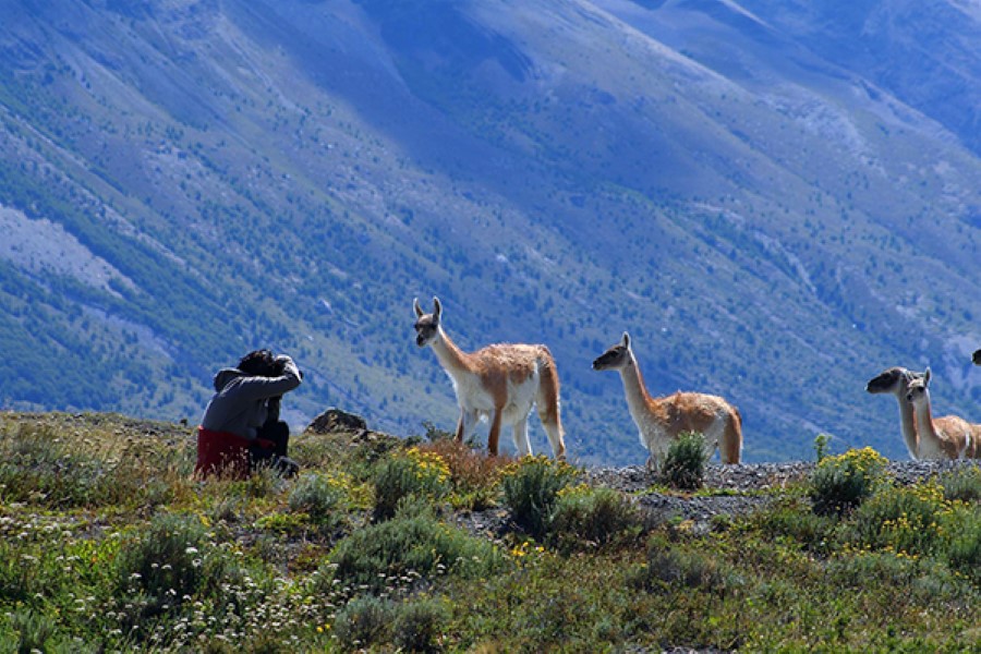 A person is sitting in a field with a camera, photographing a group of four llamas that are grazing. In the background, there are green hills and mountains. The sky is clear, accentuating the serene and natural setting.