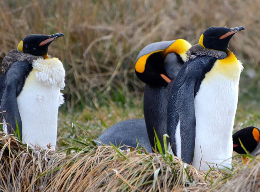 A small group of king penguins standing on grassy terrain. The penguins have white bellies, black backs, and bright yellow-orange patches on their necks. Some are facing forward while others are looking in different directions. The background consists of dry grass.