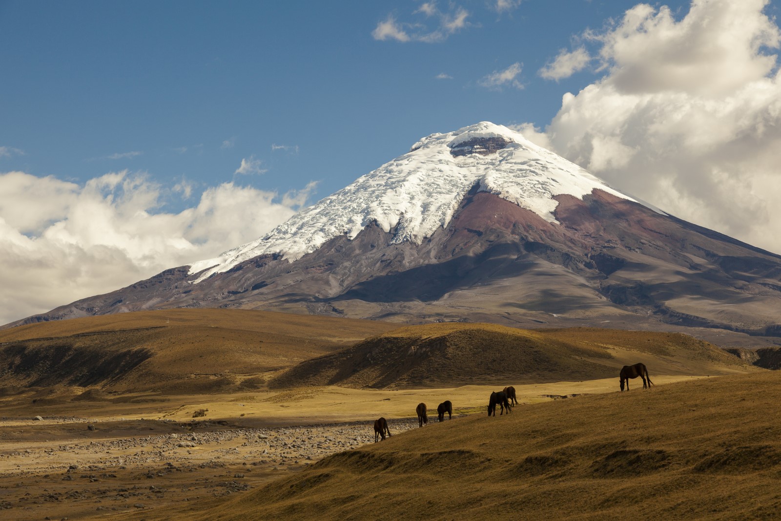 A majestic snow-capped mountain under a blue sky with scattered clouds. In the foreground, a group of horses grazes on the golden-brown grassy hills, adding life to the serene landscape.