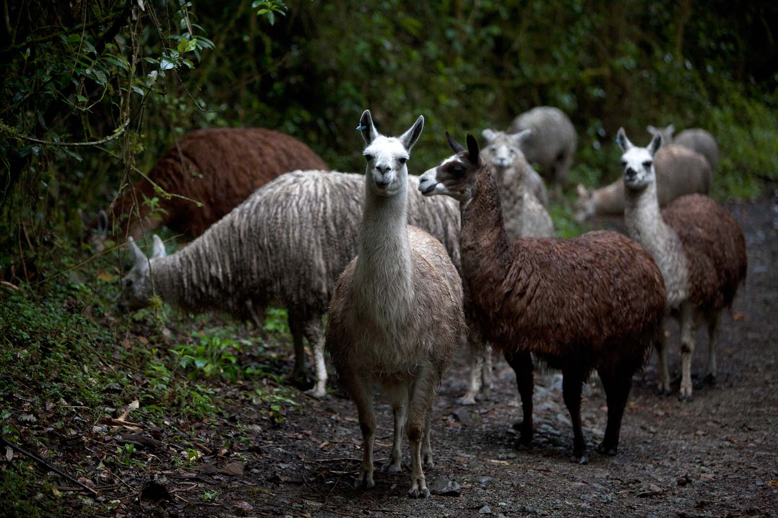 CUENCA, ECUADOR, 05/11/2012; Alpacas en el sendero que lleva a la laguna de Zorriacucho dentro del Parque Nacional Cajas.( Foto; Edu León/ MITUR)