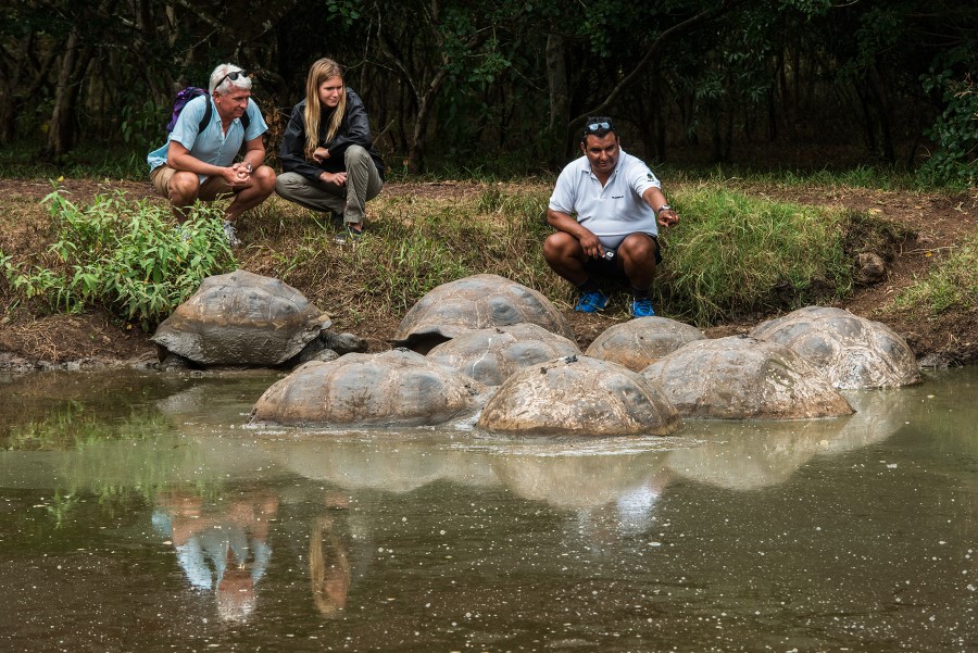 Local Ecuador guide shows travelers giant tortoises on the Santa Cruz Highlands of the Galapagos Islands. 