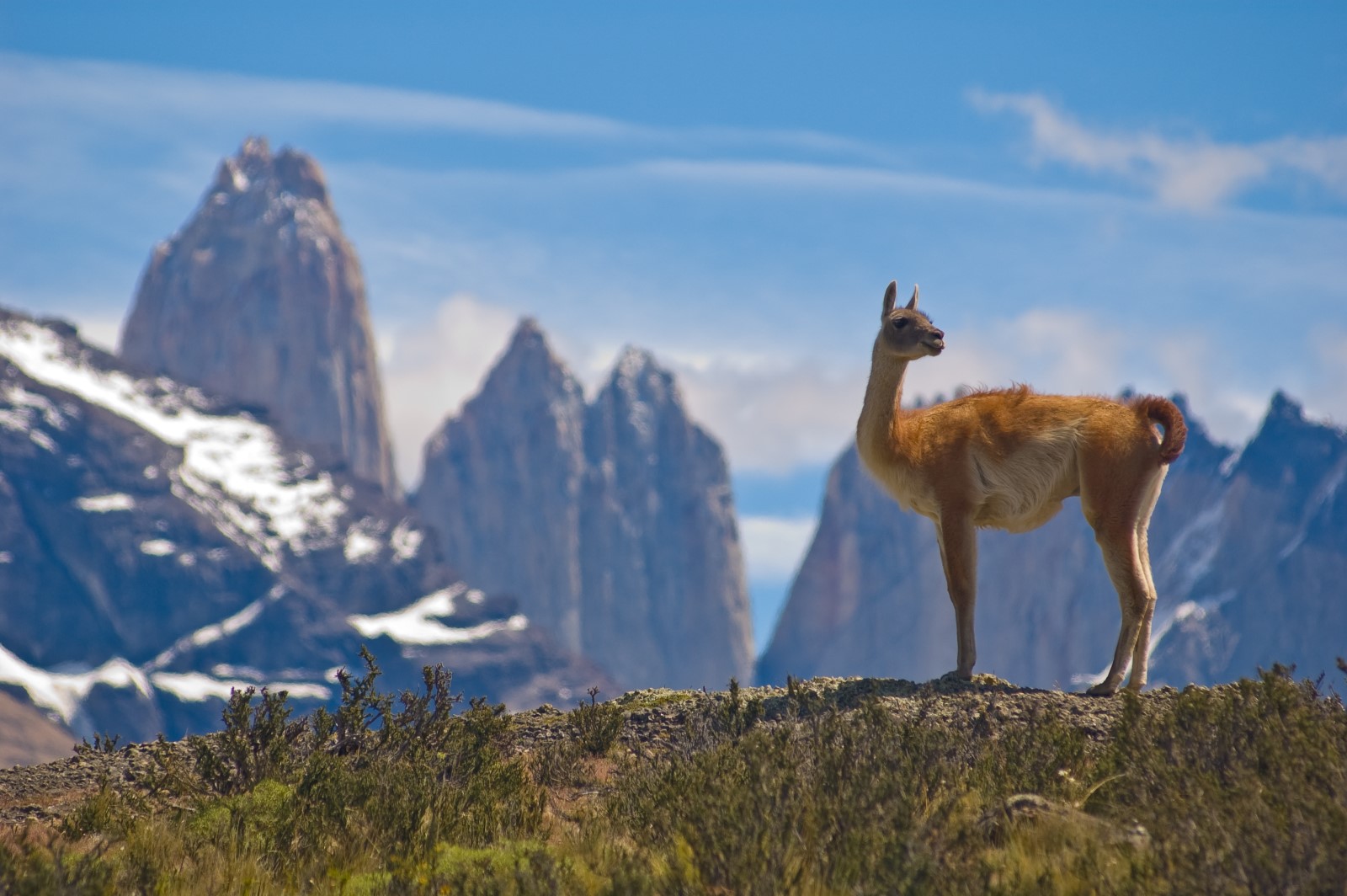 A guanaco stands on rocky terrain with the dramatic, snow-capped mountains of Torres del Paine in the background under a clear blue sky. The scene captures the wildlife and rugged beauty of Patagonia, Chile.