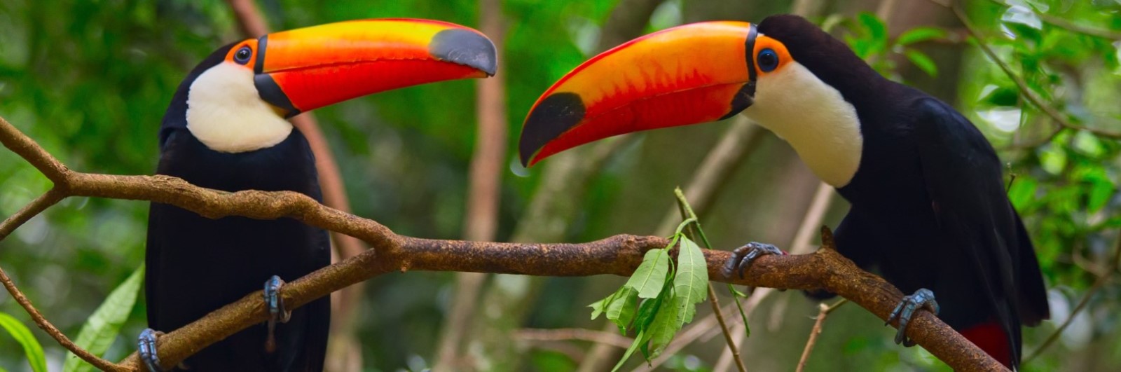 Colorful tucan