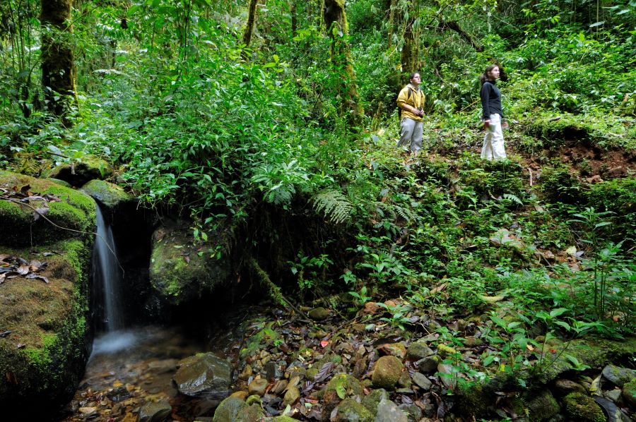 Two people are standing on a forest path, surrounded by lush green foliage. They are near a small waterfall cascading over moss-covered rocks. The forest is dense with various plants and ferns, creating a serene natural environment.