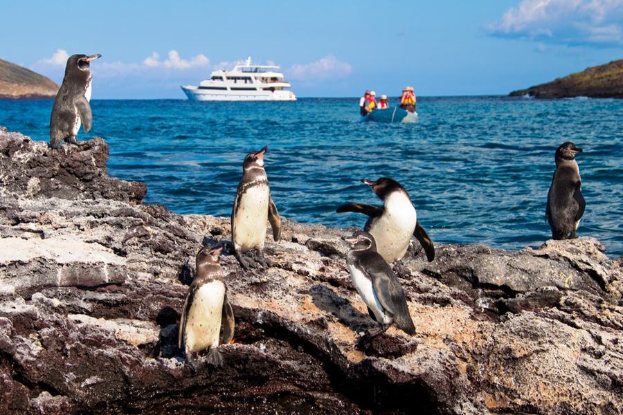 A group of penguins stands on rocky terrain near the shore, while behind them, a boat floats in the blue ocean. Further back, two small boats with people in colorful vests, likely from a Galapagos cruise, approach the area. The sky is clear with a few clouds.