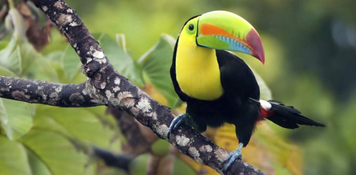 A striking toucan perches on a branch in Costa Rica, displaying its vivid yellow throat, green face, and colorful beak with shades of yellow, orange, and blue. The background features blurred greenery, highlighting the bird's vibrant plumage.