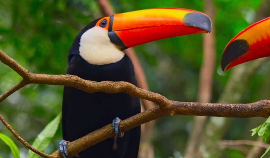 A toucan with striking black and white plumage and a large, vibrant orange beak sits on a tree branch. The blurred green foliage in the background suggests a tropical environment. Another toucan's beak is partially visible on the right.