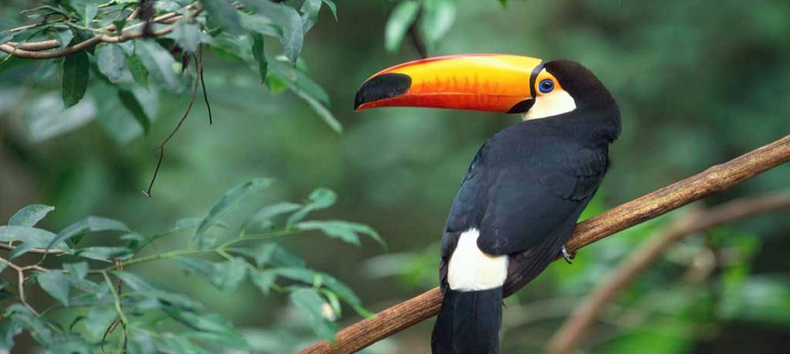 A toucan with a vivid orange and black beak is perched on a branch in a lush, green forest. The bird's plumage is primarily black with white patches, and its eye is ringed with blue and yellow. Dense foliage surrounds the toucan as it looks to the side.