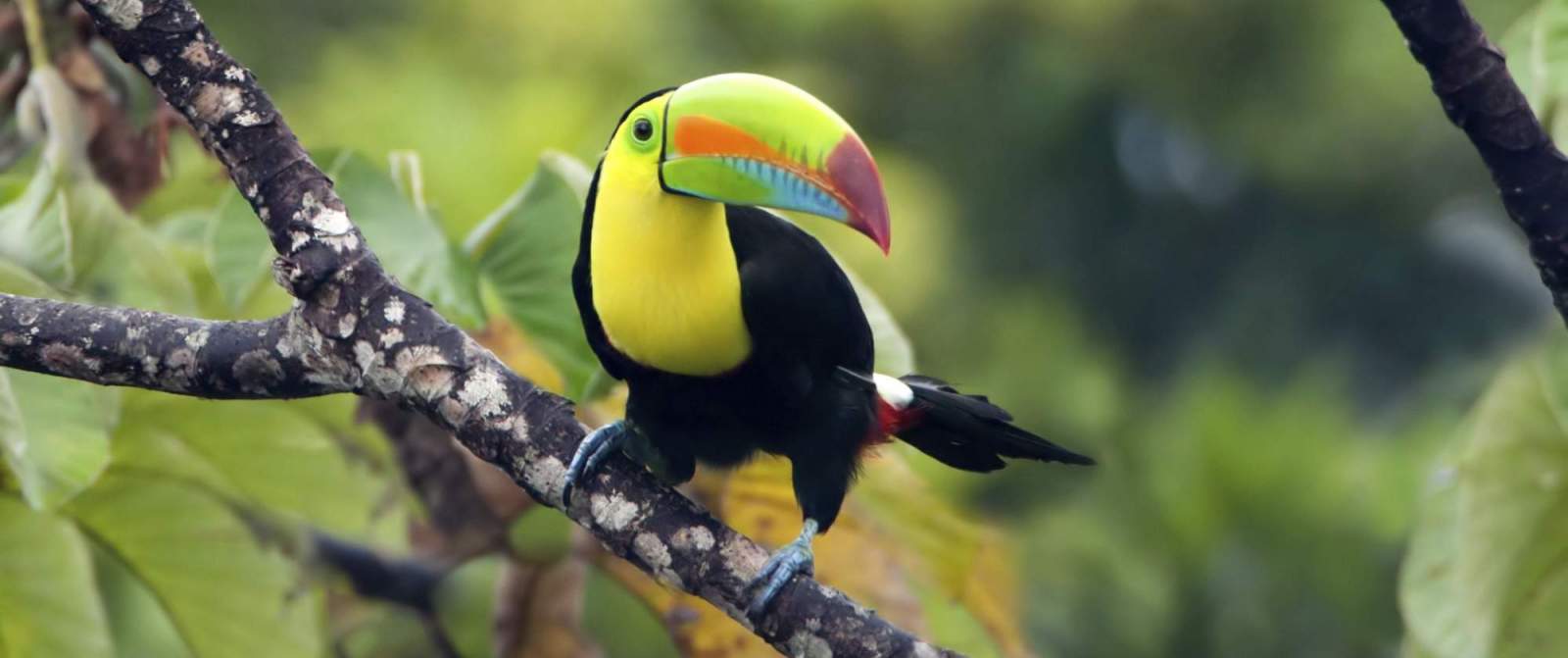 A vibrant toucan with a large, colorful beak perches on a branch surrounded by green foliage. Its beak features a gradient of yellow, green, and red hues, and its body is predominantly black with yellow chest feathers. The background is softly blurred.