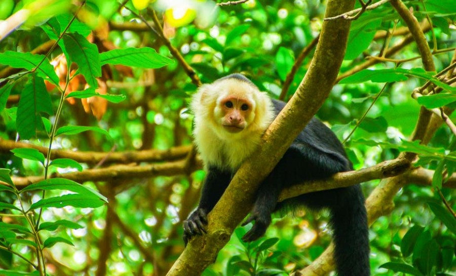 A white-faced capuchin monkey is perched on a tree branch surrounded by lush green foliage in a tropical forest. Its black and white fur contrasts with the vibrant green leaves around it. The monkey appears to be looking directly at the camera.