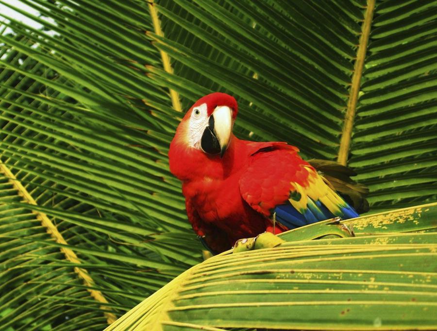 A vibrant red parrot with a white face and a black beak sits on a large green palm leaf. The parrot’s wings feature yellow and blue feathers. The background consists of other palm leaves, creating a lush, tropical setting.