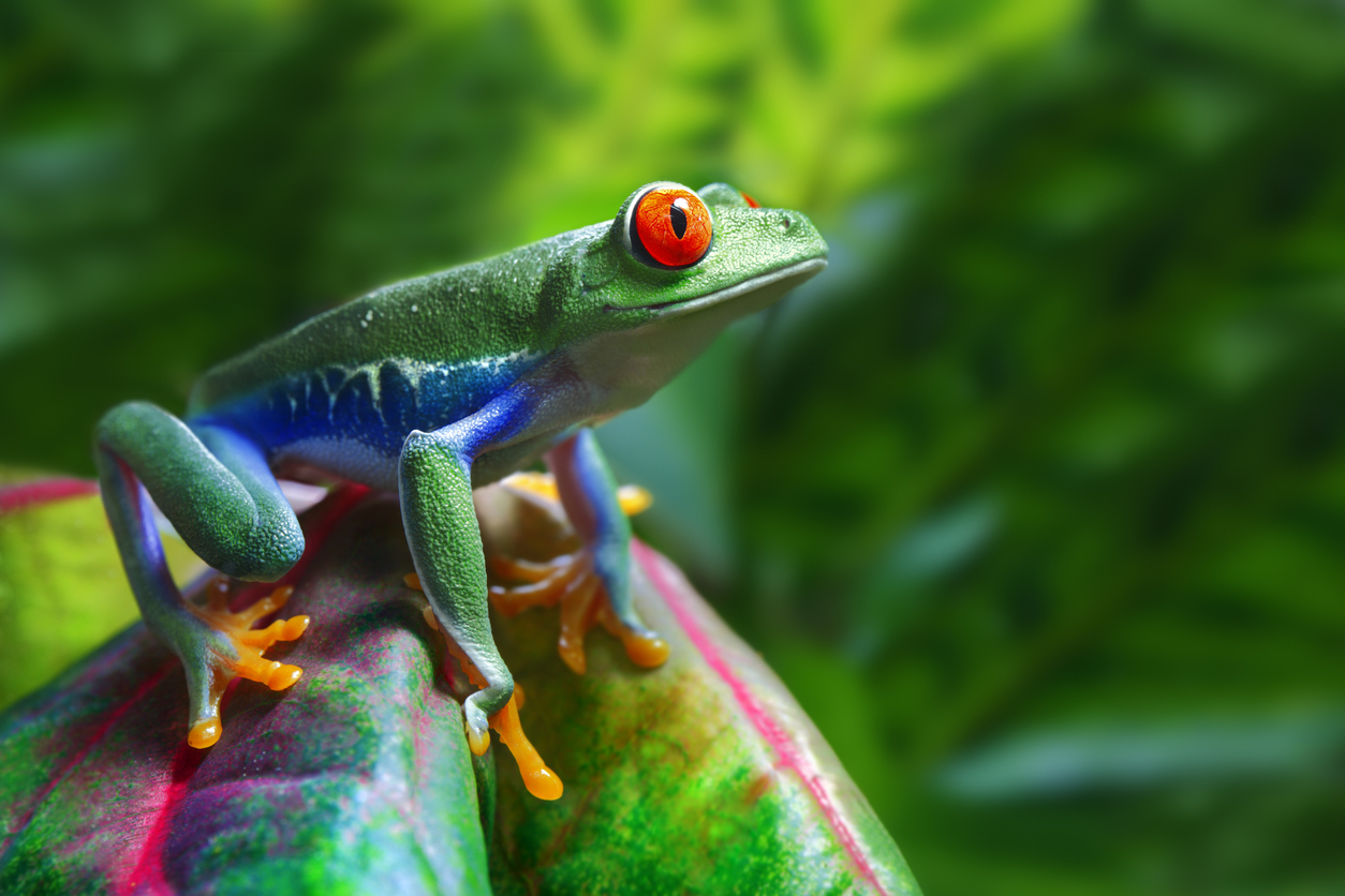 A vibrant green frog with bright red eyes and orange feet perches on a colorful leaf. The leaf displays shades of green and red, while the blurred background features lush green foliage. The frog's skin also has accents of blue on its sides.