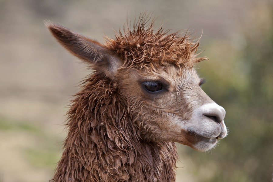 A close-up of a wet brown llama with shaggy fur and expressive eyes, looking off to the side against a blurred outdoor background.