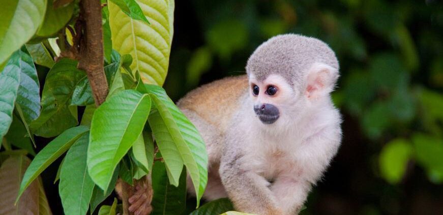 A small monkey with a gray face and white fur around its eyes and mouth is perched on a branch. The monkey is surrounded by vibrant green leaves and dark greenery in the background, with a focused and attentive expression.