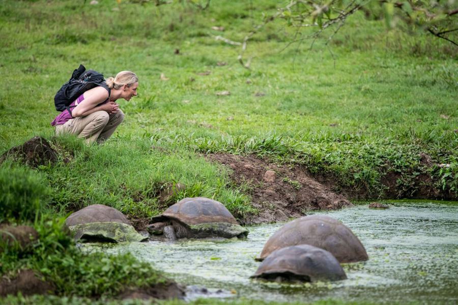 Person with a backpack crouches near the edge of a pond, observing three large tortoises. The scene is set in a lush, green outdoor environment.