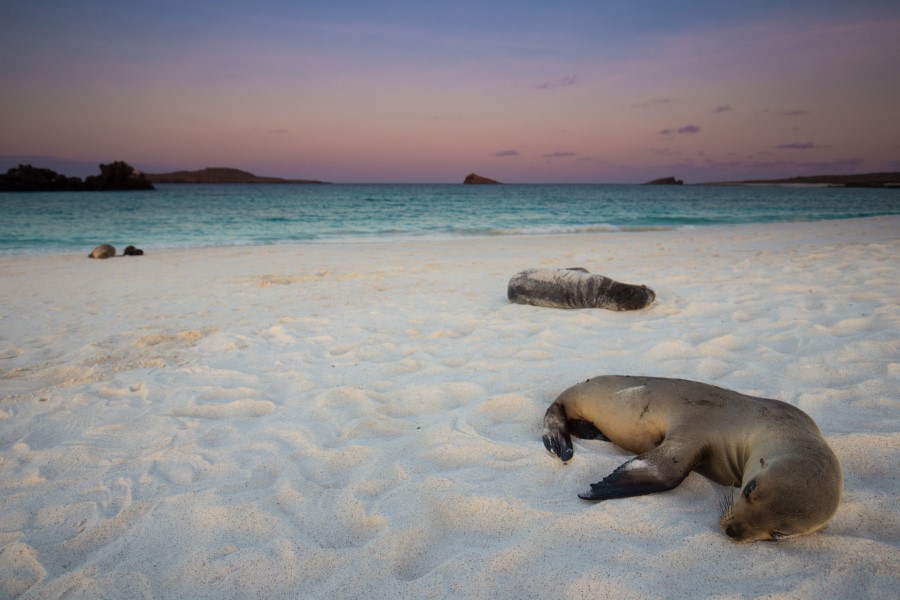 Seals lying on a sandy beach at sunset with the tranquil tide in the background. The sky transitions from a soft purple to pale pink, casting a serene glow over the scene. Two more seals can be seen in the distance, closer to the shoreline.