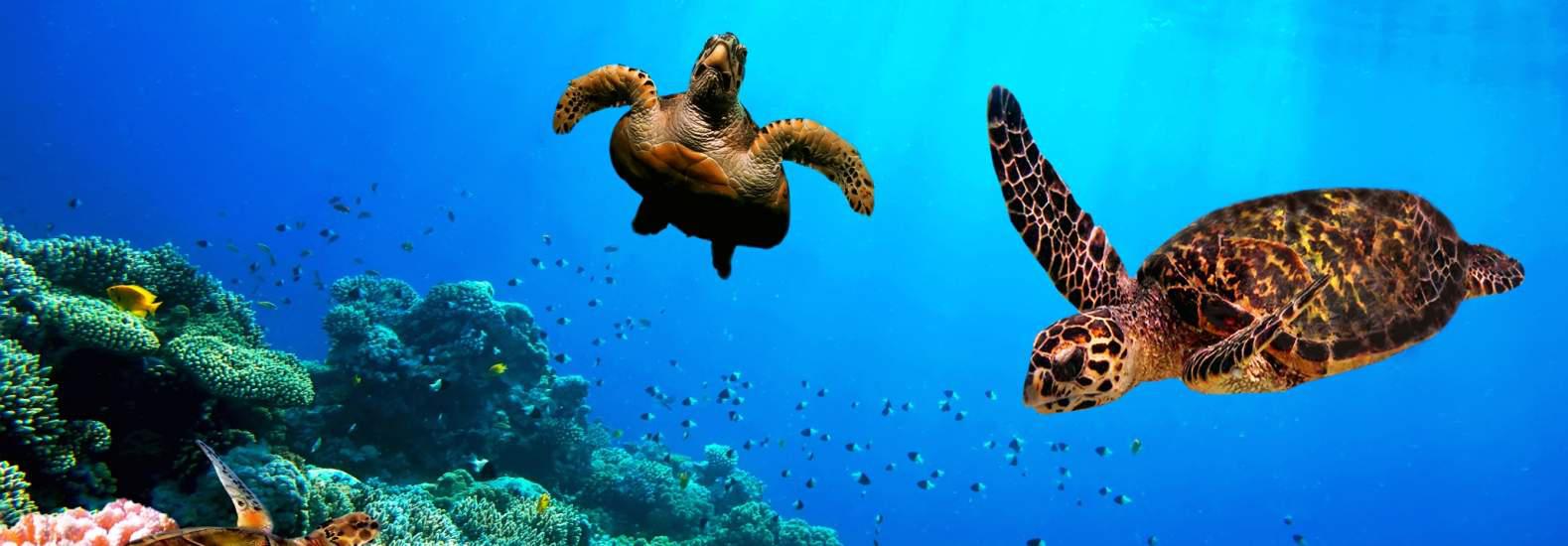 Two sea turtles swimming in a vibrant blue ocean near a coral reef. The reef is teeming with various colorful corals and small fish, creating a lively underwater scene. Sunlight filters through the clear water, illuminating the marine life.