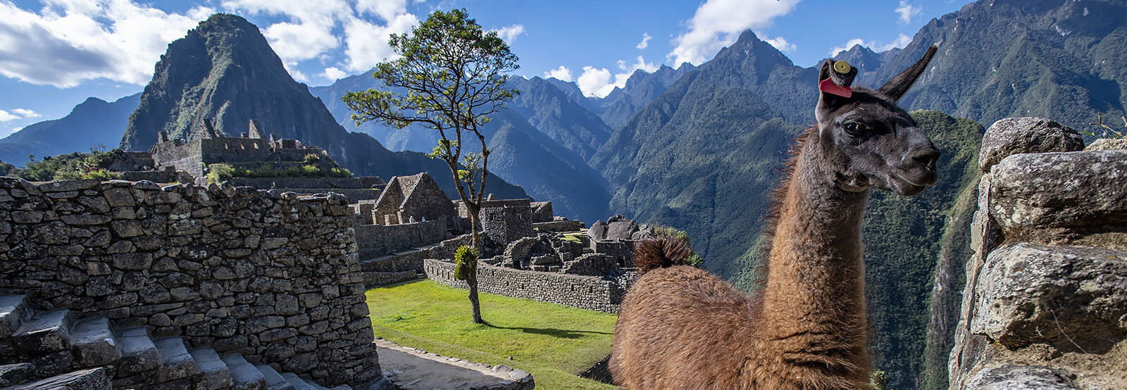 A llama stands on an ancient stone path with the scenic ruins of Machu Picchu in the background. Mountains and lush green vegetation surround the area under a blue sky with scattered clouds.