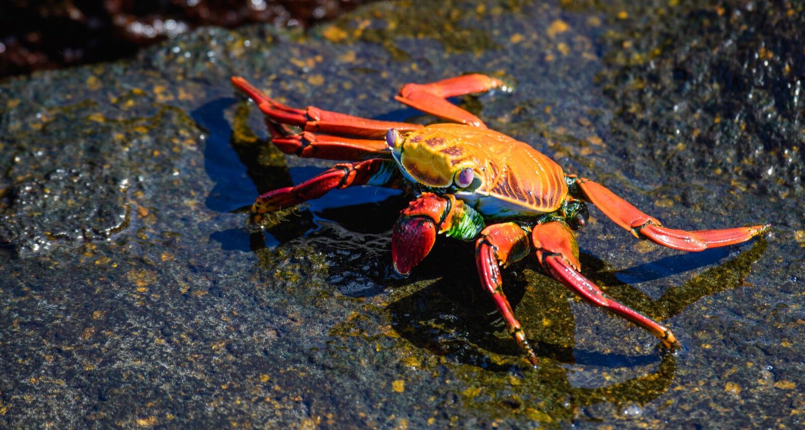 A bright orange and red Sally Lightfoot crab with vivid green hues on its legs sits on a wet black rock, illuminated by sunlight. Its detailed, vibrant shell and legs stand out against the rugged texture of the rock surface.