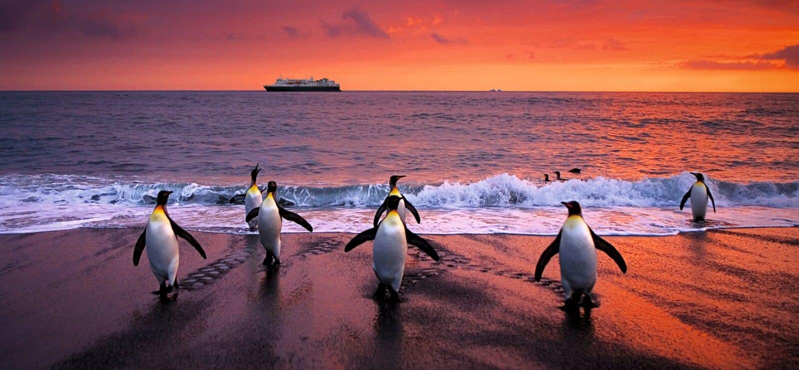 A group of penguins walking on a dark sandy shore towards the ocean at sunset. The sky is a vibrant red and orange, and a ship is visible on the horizon. Waves gently lap at the beach where the penguins tread.