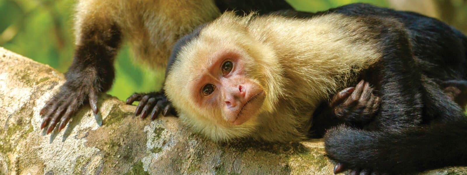 A Capuchin monkey lies on a tree branch, its light-colored face and fur contrasting with its black limbs and body. Its expressive eyes look directly at the camera, and another Capuchin's legs are visible in the background, suggesting the presence of more monkeys.